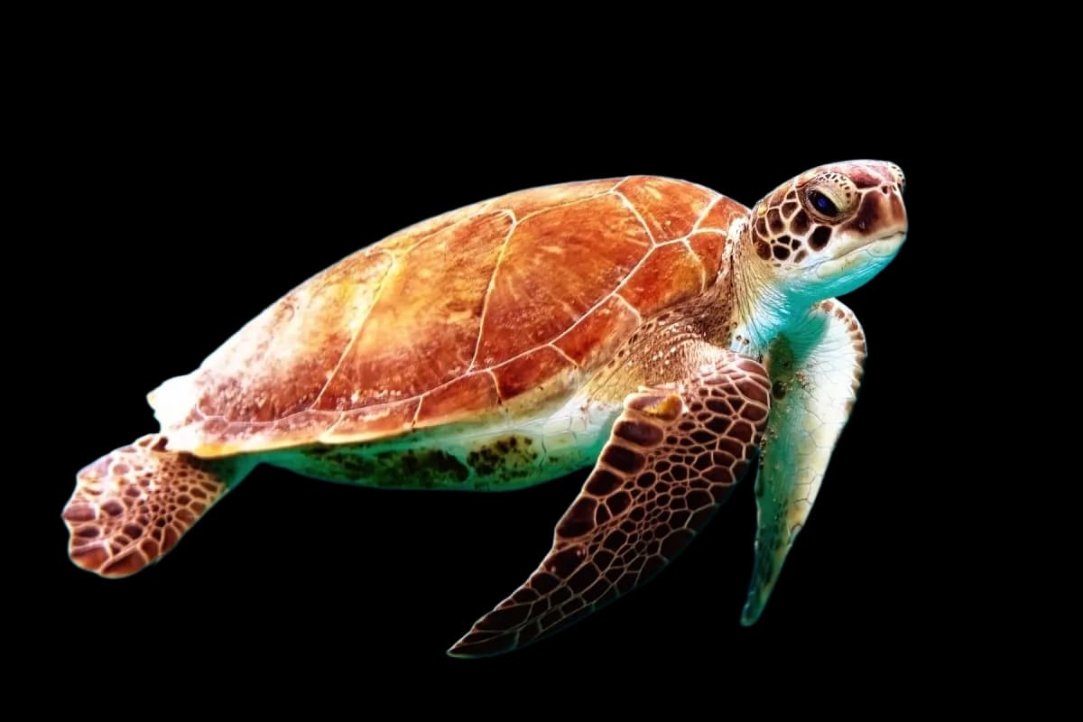 A turtle in the water - background removed